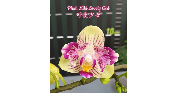Орхидея Phal. Miki Lovely Girl бабочка - купить, доставка Украина